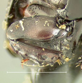 Media type: image;   Entomology 6899 Aspect: front tibia